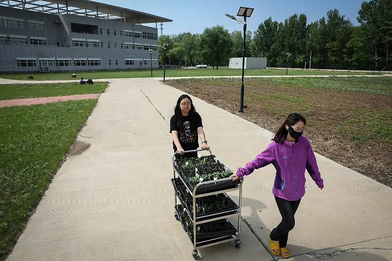 2024-11-27T230051Z-1399134713-RC21U7AZ9H7Y-RTRMADP-3-CLIMATE-CHANGE-CHINA-POTATOES