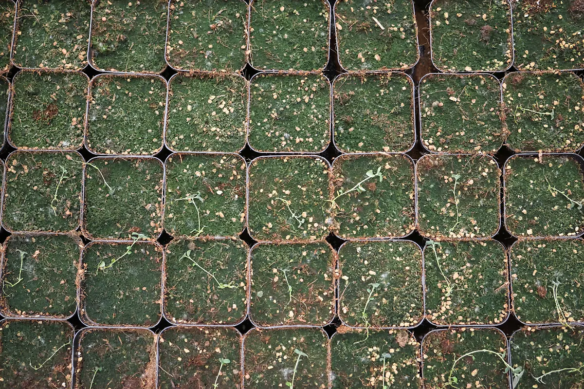 2024-11-27T230103Z-1817428271-RC21U7AYQB11-RTRMADP-3-CLIMATE-CHANGE-CHINA-POTATOES