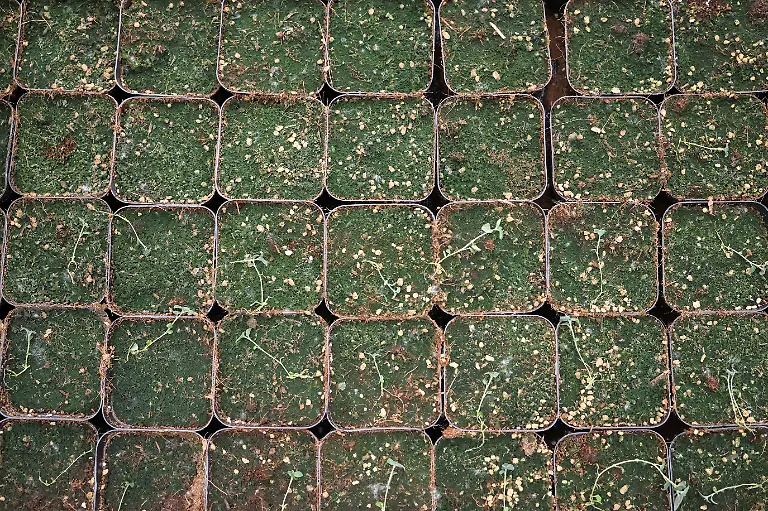 2024-11-27T230103Z-1817428271-RC21U7AYQB11-RTRMADP-3-CLIMATE-CHANGE-CHINA-POTATOES