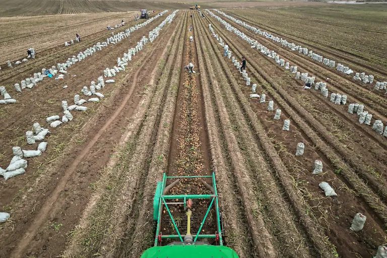 2024-11-27T230054Z-315233127-RC227AA1LTFX-RTRMADP-3-CLIMATE-CHANGE-CHINA-POTATOES