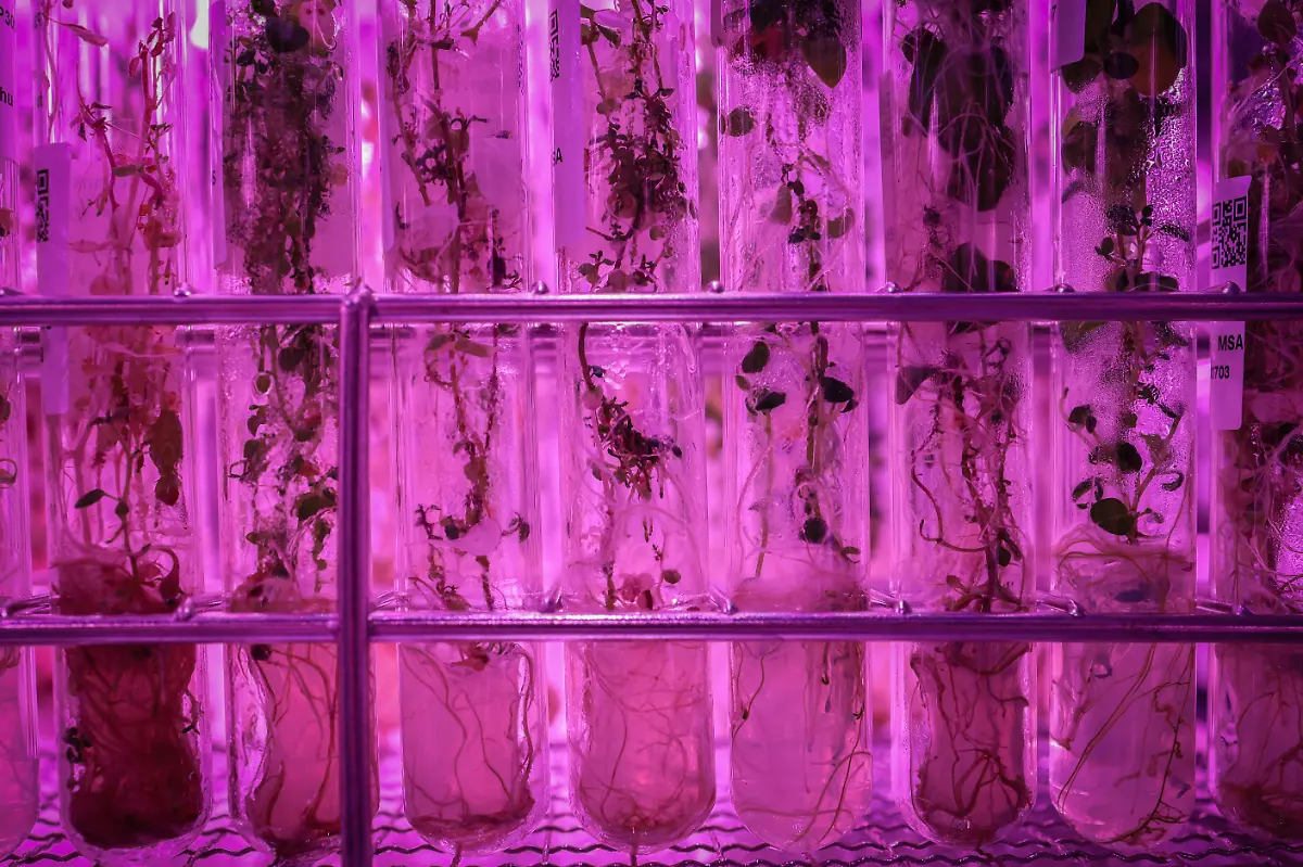 2024-11-27T230050Z-66587478-RC2187AFO74J-RTRMADP-3-CLIMATE-CHANGE-CHINA-POTATOES