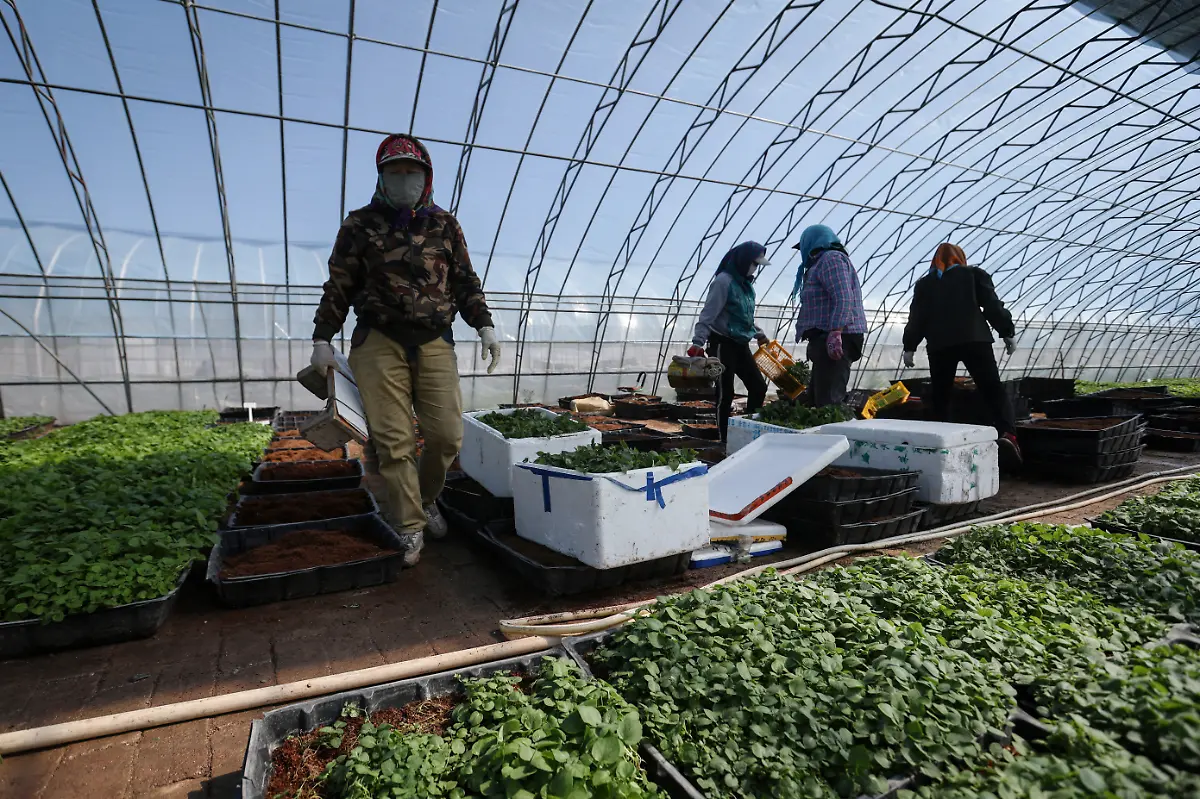 2024-11-27T230058Z-592616578-RC2PC8AWYBEW-RTRMADP-3-CLIMATE-CHANGE-CHINA-POTATOES