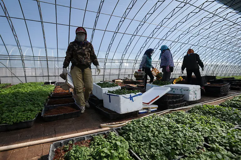 2024-11-27T230058Z-592616578-RC2PC8AWYBEW-RTRMADP-3-CLIMATE-CHANGE-CHINA-POTATOES