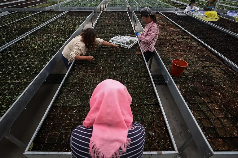 2024-11-27T230056Z-276821669-RC21U7ADJ4XN-RTRMADP-3-CLIMATE-CHANGE-CHINA-POTATOES