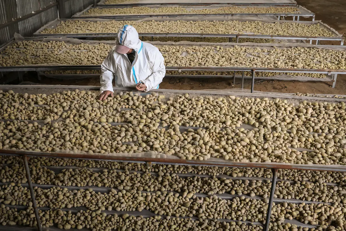 2024-11-27T230037Z-1014402239-RC20C8AKF6KN-RTRMADP-3-CLIMATE-CHANGE-CHINA-POTATOES