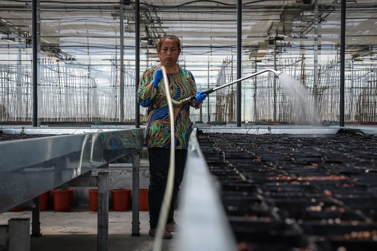 2024-11-27T230040Z-1923824918-RC25U7ABKYIM-RTRMADP-3-CLIMATE-CHANGE-CHINA-POTATOES