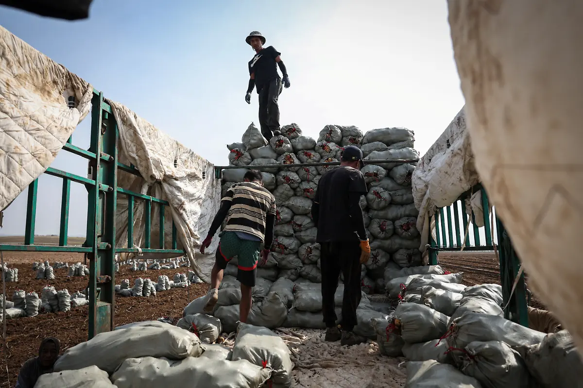 2024-11-27T230047Z-176504828-RC2Q6AAZD9PL-RTRMADP-3-CLIMATE-CHANGE-CHINA-POTATOES