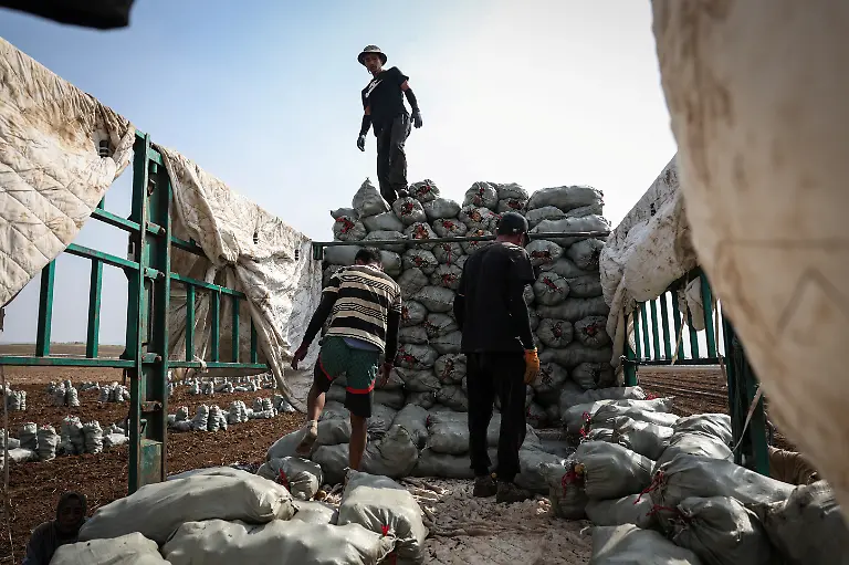 2024-11-27T230047Z-176504828-RC2Q6AAZD9PL-RTRMADP-3-CLIMATE-CHANGE-CHINA-POTATOES