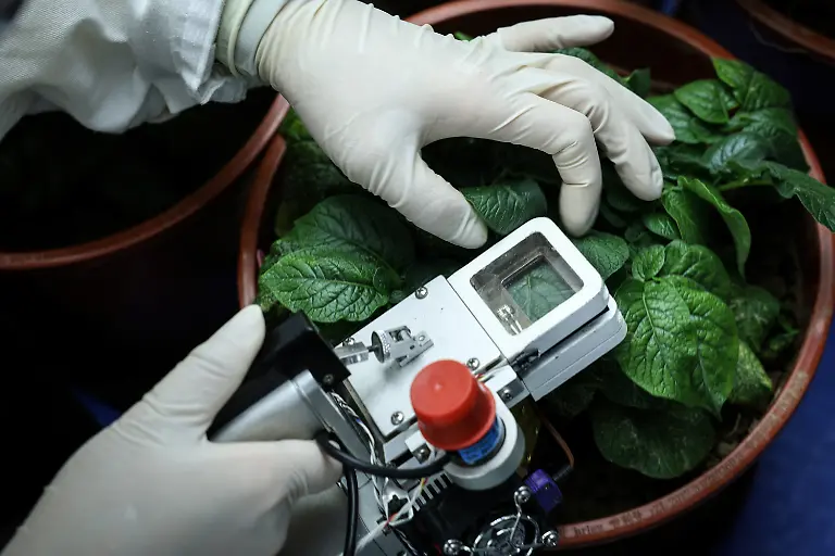 2024-11-27T230052Z-441605616-RC22Y6ARESBP-RTRMADP-3-CLIMATE-CHANGE-CHINA-POTATOES