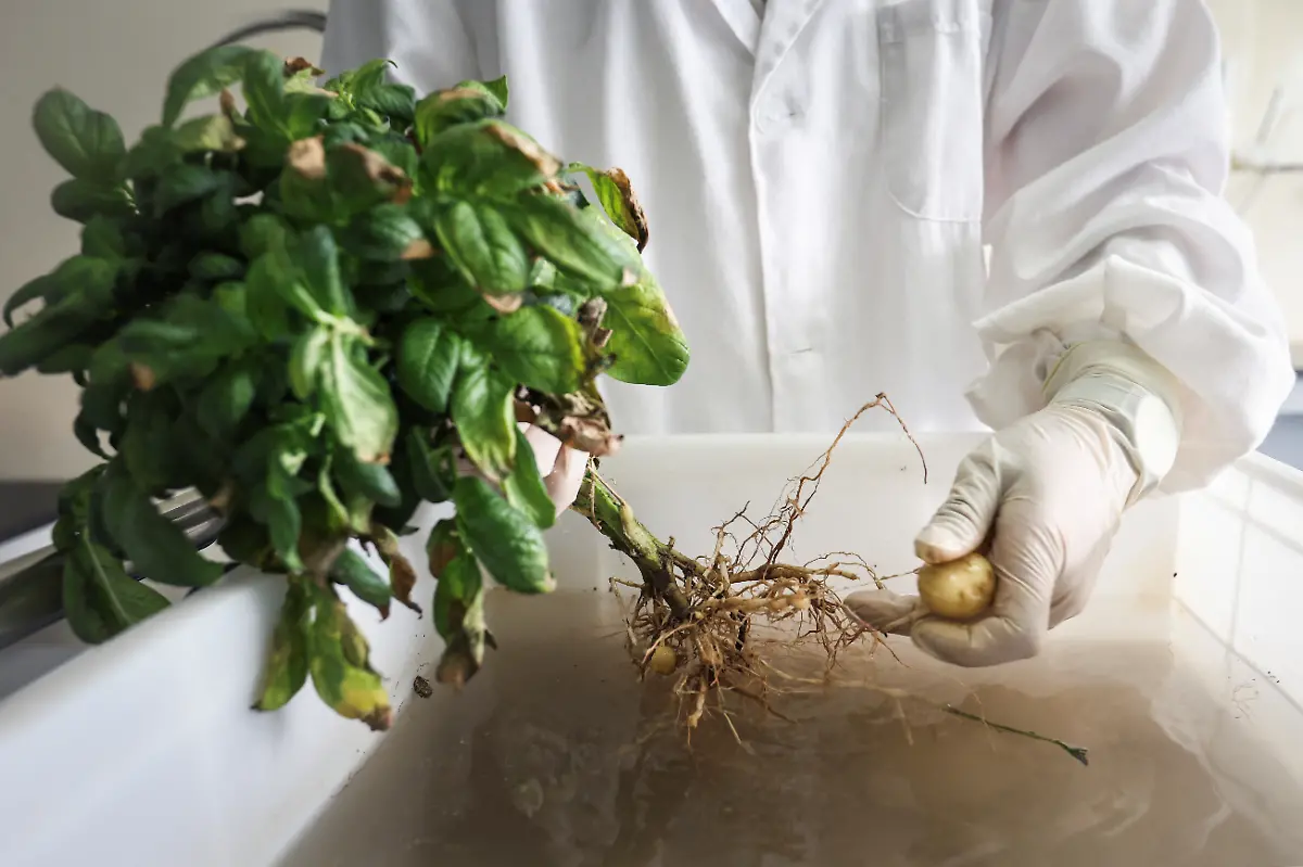 2024-11-27T230057Z-559576341-RC27Q7ADQVEL-RTRMADP-3-CLIMATE-CHANGE-CHINA-POTATOES