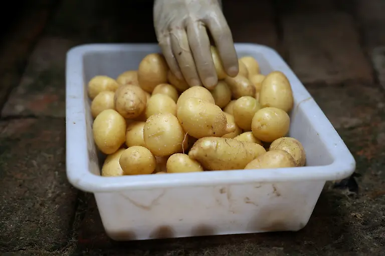 2024-11-27T230031Z-542652494-RC2ZB8AXPR2R-RTRMADP-3-CLIMATE-CHANGE-CHINA-POTATOES