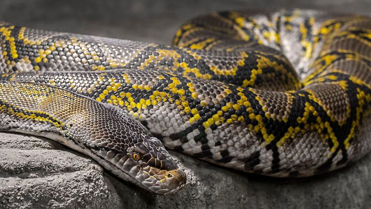 Pythons umschlingen ihre Beute zum Töten (Symbolbild).
