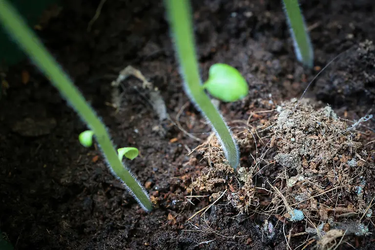 2024-11-27T230038Z-525195722-RC24Q7AYXU20-RTRMADP-3-CLIMATE-CHANGE-CHINA-POTATOES