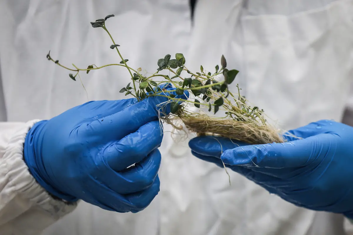 2024-11-27T230045Z-1022311529-RC20U7A8LRSQ-RTRMADP-3-CLIMATE-CHANGE-CHINA-POTATOES