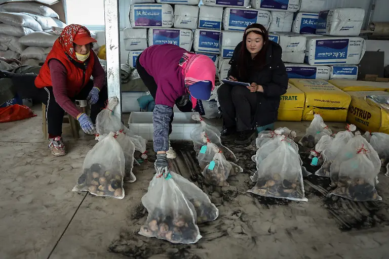 2024-11-27T230042Z-1142164607-RC25Y6AF0ZAT-RTRMADP-3-CLIMATE-CHANGE-CHINA-POTATOES