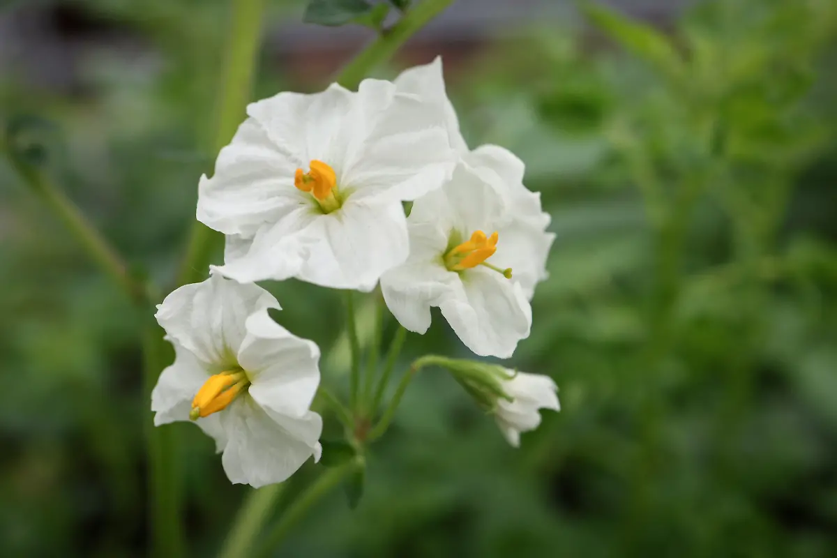 2024-11-27T230028Z-184397046-RC21U7AAGJON-RTRMADP-3-CLIMATE-CHANGE-CHINA-POTATOES