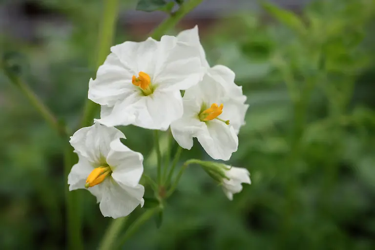 2024-11-27T230028Z-184397046-RC21U7AAGJON-RTRMADP-3-CLIMATE-CHANGE-CHINA-POTATOES