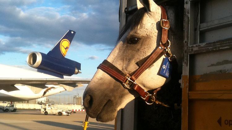 In der Pferdebox geht es für die Tiere in den Flieger und dann 9331 Kilometer durch die Luft.