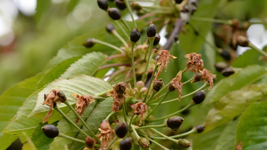 Nach-den-Landeshilfen-koennen-Obst-und-Weinbauern-nun-auch-EU-Hilfen-zum-Ausgleich-frostbedingter-Verluste-im-Fruehjahr-erhalten-Symbolfoto