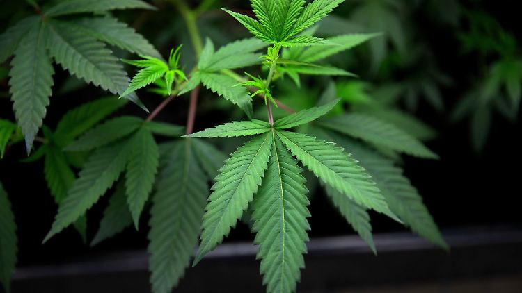 Cannabis wird in Deutschland am meisten konsumiert.