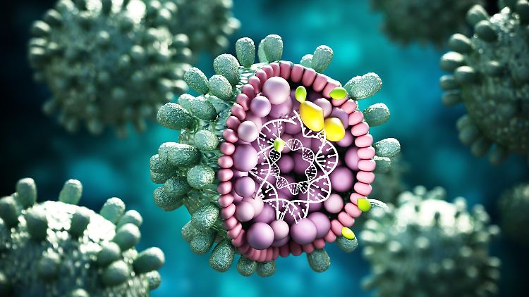 Das Hepatitis B-Virus wird oft bei Sexualkontakt übertragen und kann zu Leberkrebs führen.