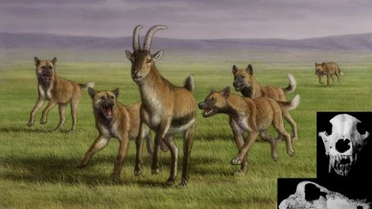 Ein Rudel eurasischer Jagdhunde jagt die Beute, das Überleben eines verletzten Rudelmitglieds hängt von anderen ab.