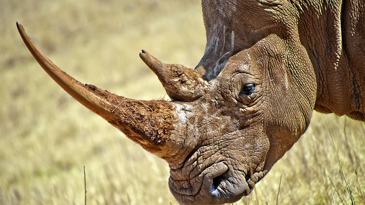 Südliche Breitmaulnashörner zählen zu den größten Landsäugetieren überhaupt. Ihre Nachzucht in Zoos ist schwierig.