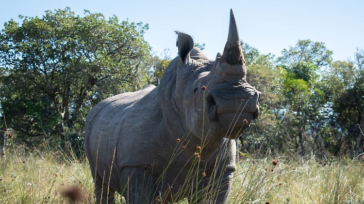 Das Horn von Nashörnern ist bei Wilderern in Südafrika weiterhin begehrt. 