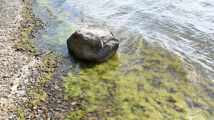 Fadenalgen in klarem Wasser - das schloss sich lange aus.