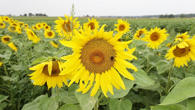 Sonne sollte man vielleicht in Form von Blumen konsumieren. 