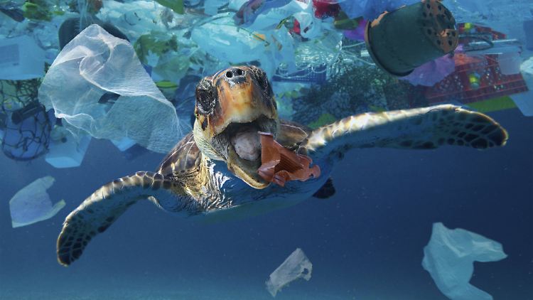 Weil der Plastikmüll meist an der Wasseroberfläche treibt, wo die Schildkröten bevorzugt Nahrung suchen, fressen sie ihn.