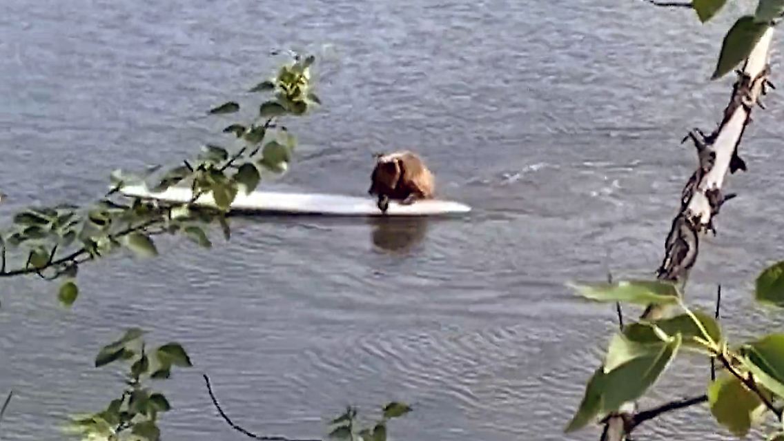 bär.jpg