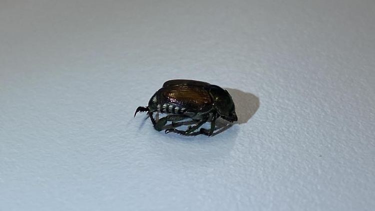 Der Popillia japonica wurde zuletzt in Basel entdeckt.