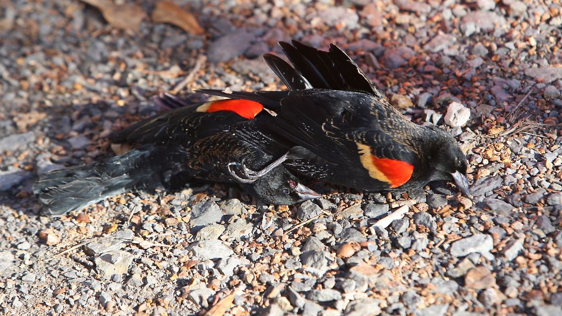 Dead_Birds_Arkansas_ARLID202.jpg8509438540107112033.jpg