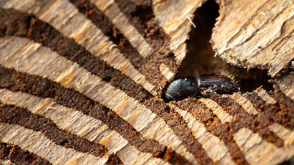 Im-Winter-koennen-Waldbesitzer-etwas-gegen-den-Borkenkaefer-unternehmen