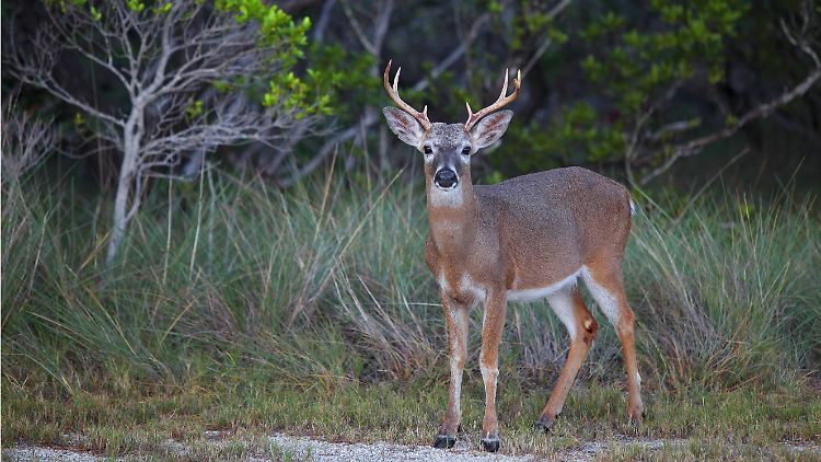 Allein in den USA sollen 30 Millionen Weißwedelhirsche (Odocoileus virginianus) leben. 