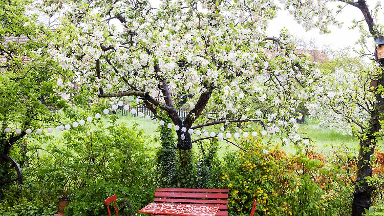 Obstbäume im Garten binden nicht nur CO2 und leisten so einen Beitrag für den Klimaschutz - sie erfreuen auch mit ihren Blüten und später mit ihren Früchten.