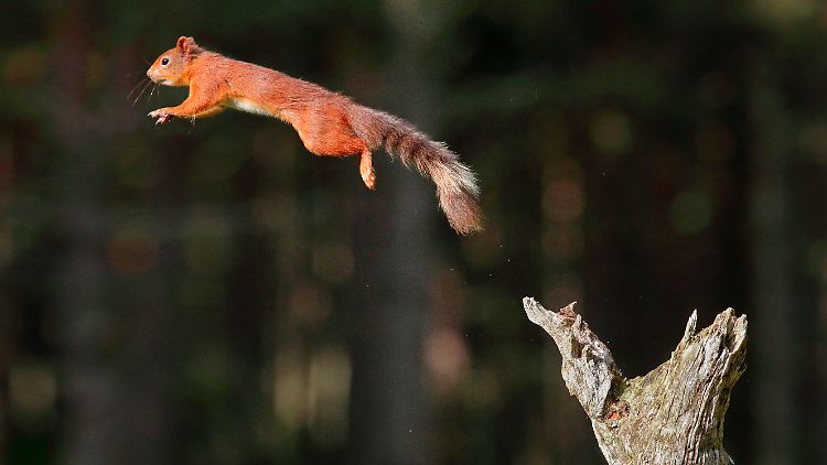 Eichhörnchen schätzen ihre Bewegung ständig ein.