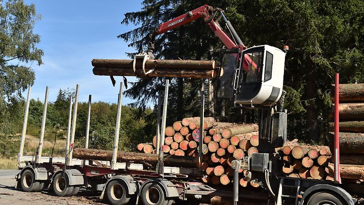 Die intensive Bewirtschaftung des Waldes soll nach Wunsch vieler Teilnehmer des "Nationalen Waldgipfels" künftig seltener werden.