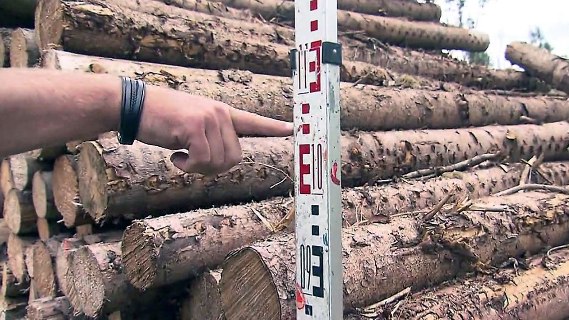 holzdiebe.jpg