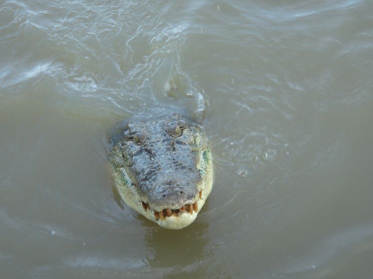 kroko.jpg