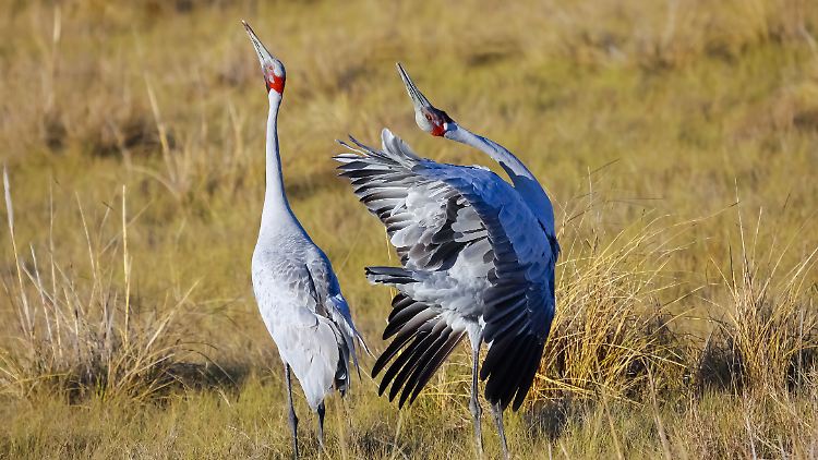 In der Tierwelt ist es Normalität. Männchen geben alles, um die Auserwählte zur Paarung zu bewegen - gehen aber auch oft leer aus. Denn das Weibchen entscheidet: Sex ja oder nein.
