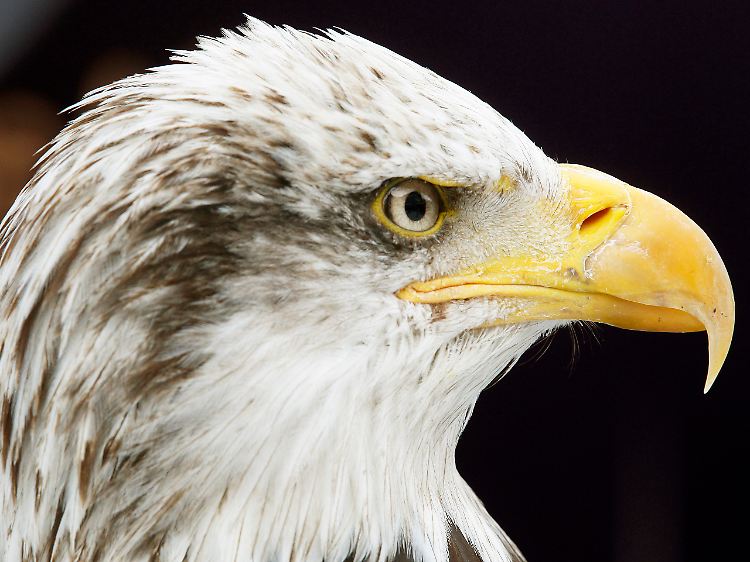 Starren Auges blickt dieser Weißkopfseeadler, Wappentier der USA, in eine schuldenbeladene Zukunft.