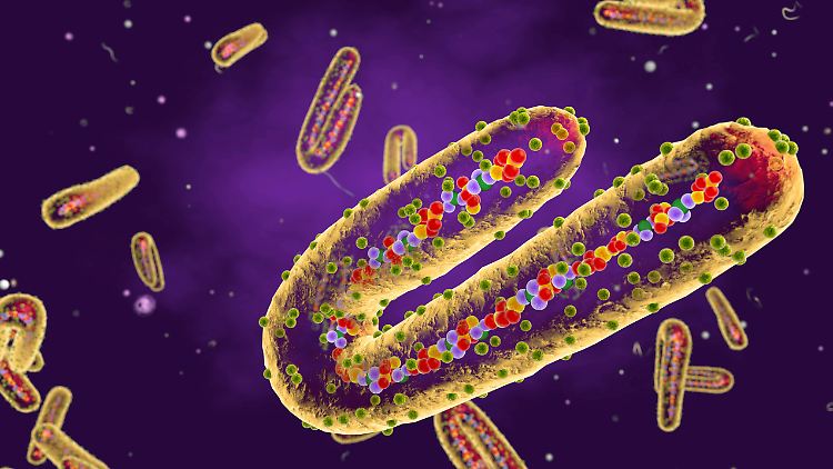 Die Sterblichkeit bei Infektionen mit dem Marburgvirus liegt laut WHO zwischen 24 und 88 Prozent. 