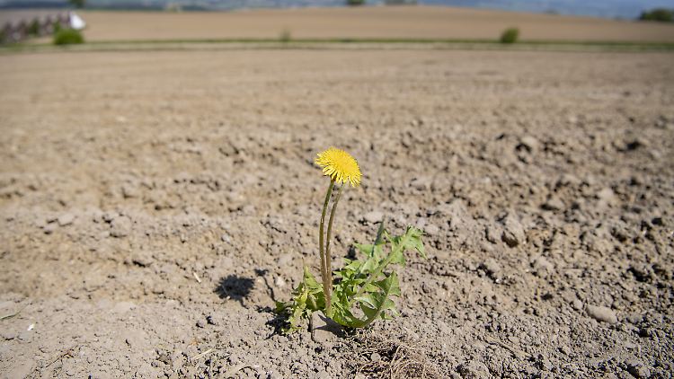 Enorme Trockenheit, infolge des Klimawandels, wird künftig weitere Teile der Welt betreffen. 