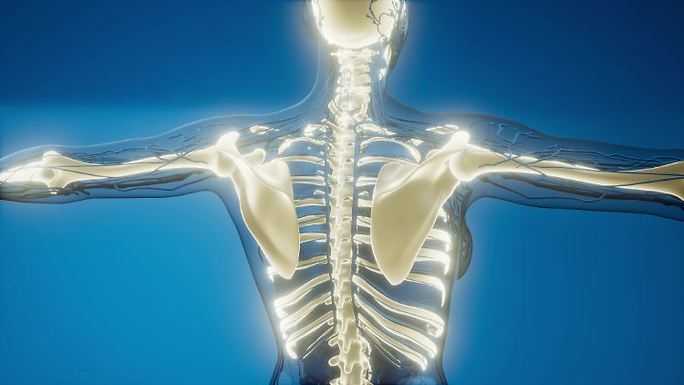 Spricht man über stabile Knochen, kommt man an Calcium nicht vorbei. Aber auch andere Faktoren sind wichtig.