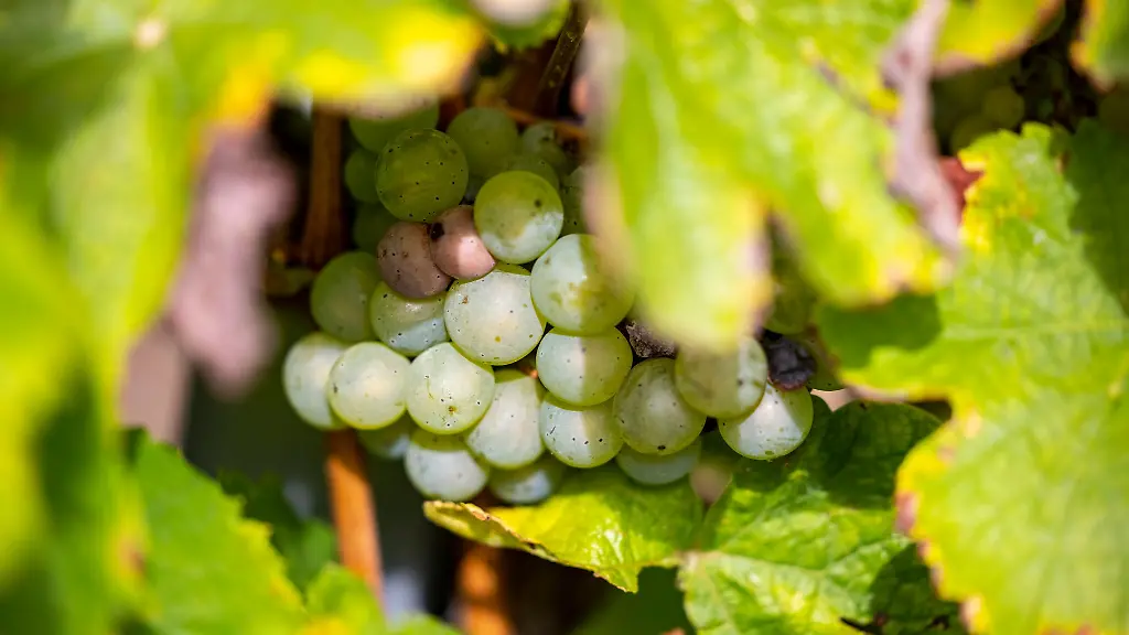 Am-Bodensee-gibt-es-bald-rund-60-Hektar-weniger-Rebflaeche-da-das-Haus-Baden-seinen-Weinanbau-zurueckfaehrt