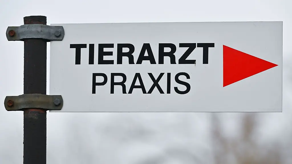 Ein-Tierarzt-rettet-die-schwer-verletzte-Katze