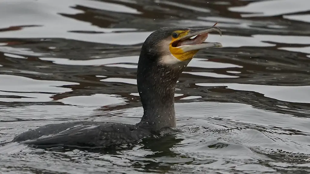 Archivbild-Eine-Studie-erforscht-ob-Kormorane-Schuld-am-Dorschschwund-in-der-Ostsee-sind-Ein-Forscher-aeussert-sich-ein-Jahr-nach-Forschungsbeginn