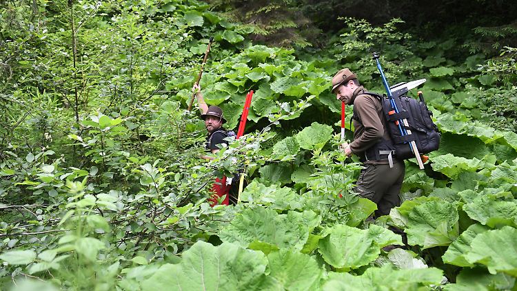 Die Förster Felix Bierling und Christoph Riedel (v.l.) steigen bei der Waldinventur durch dicht bewachsenen Bergwald nahe Garmisch-Partenkirchen zu ihrem nächsten Ziel auf.